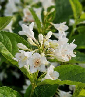 Weigela ‘Candida’ 
